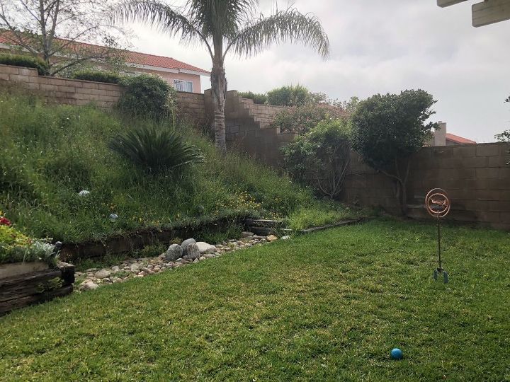 q i have a sloping backyard where some ground cover made it acceptable