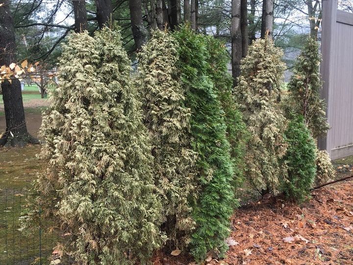 arborvitae turning brown