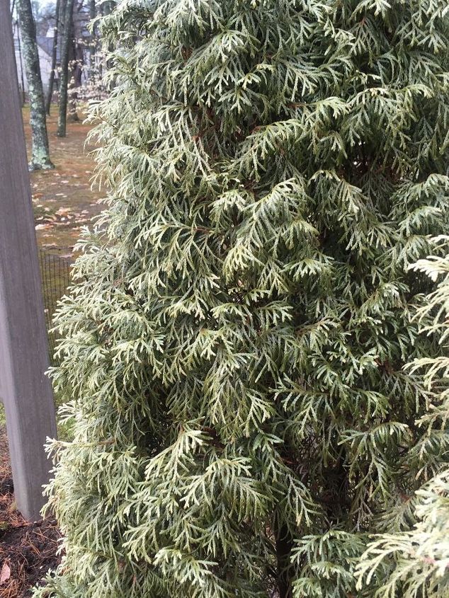 arborvitae turning brown