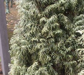 Arborvitae turning brown Hometalk