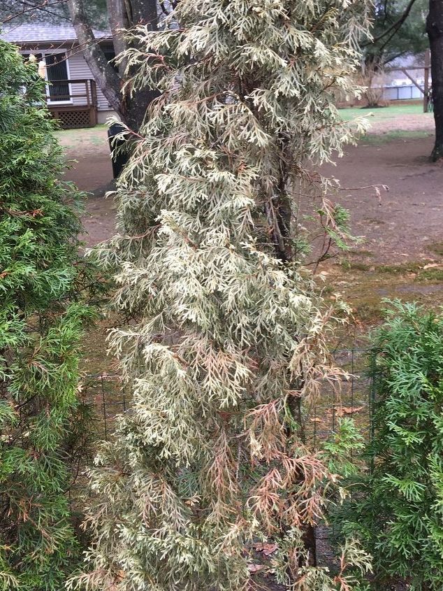 arborvitae turning brown