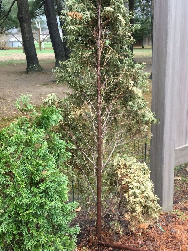 arborvitae turning brown