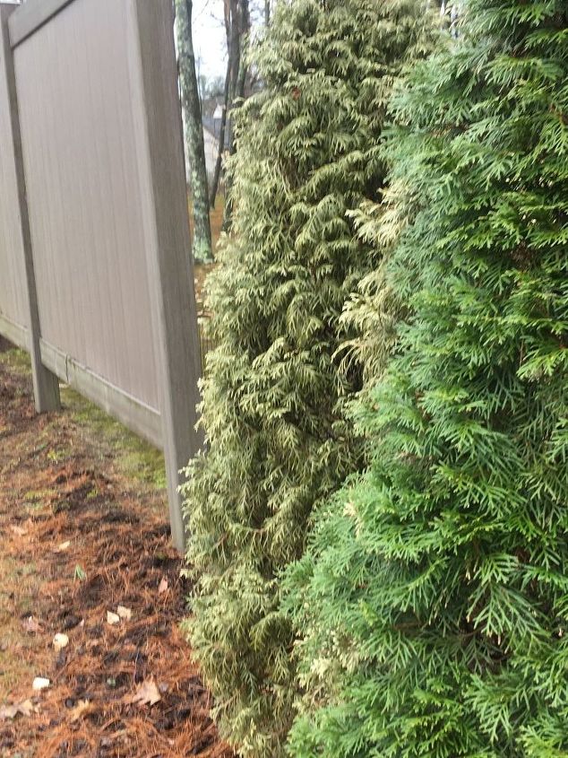 arborvitae turning brown