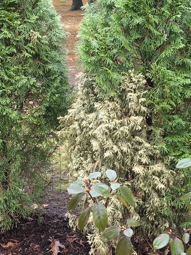arborvitae turning brown