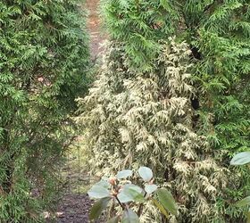 Emerald Green Arborvitae Turning Brown