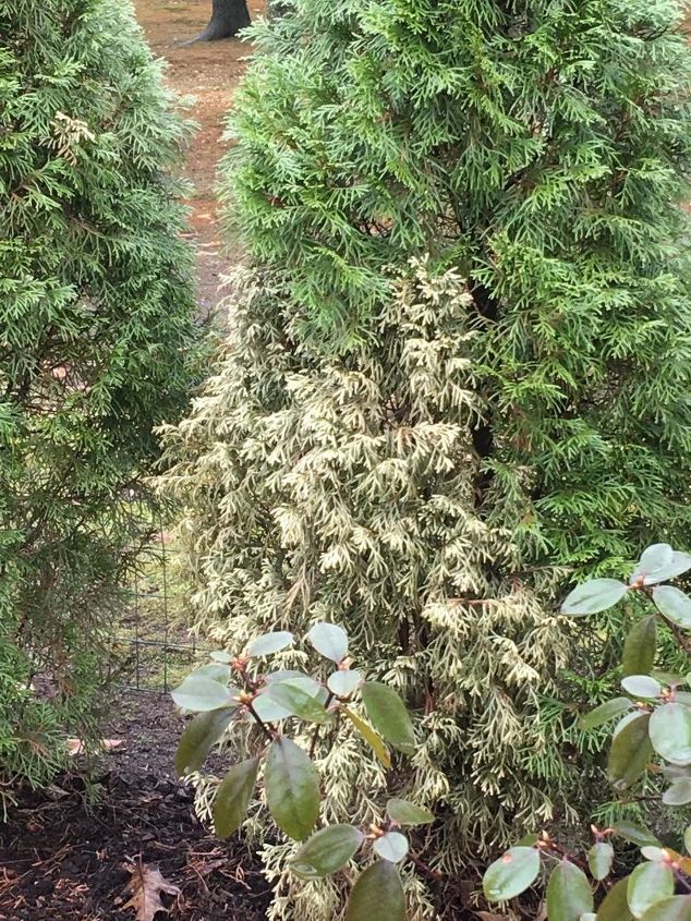 arborvitae turning brown