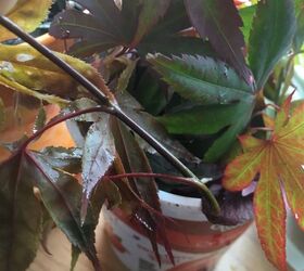 q how to get chinease red leaf maple branches to live