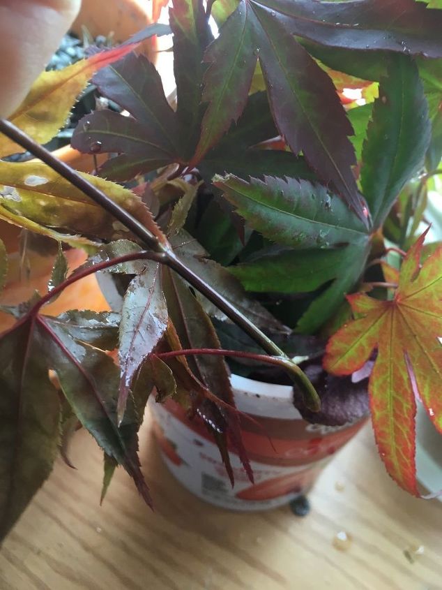 q how to get chinease red leaf maple branches to live