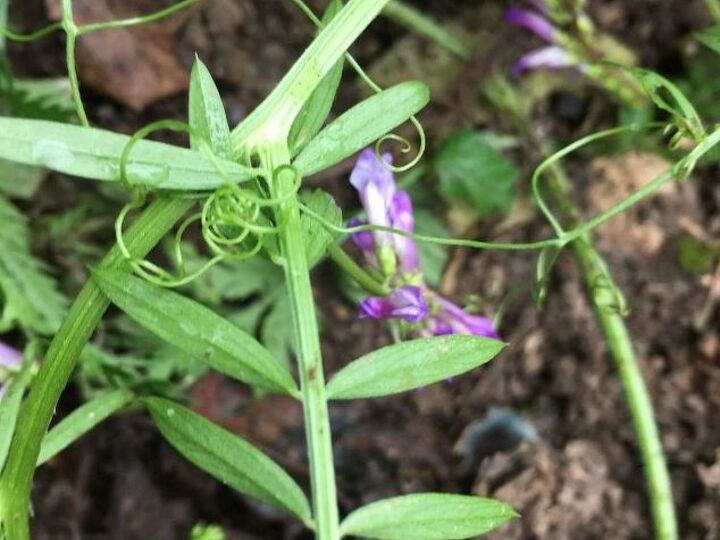 q can anyone tell me the name of the plant