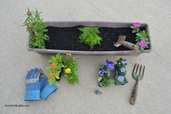 add the colors of the rainbow to your container garden