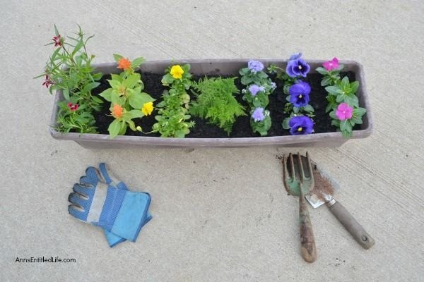adicione as cores do arco ris ao seu jardim de contineres
