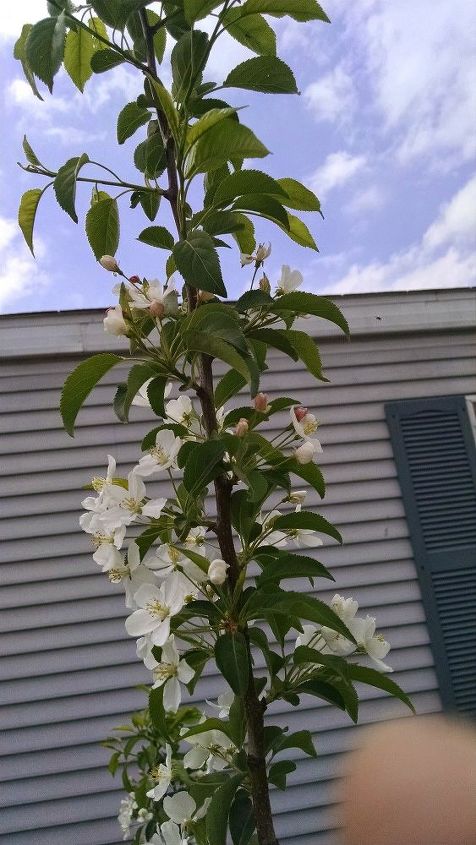 q can anyone help me identify this tree it just finished blooming