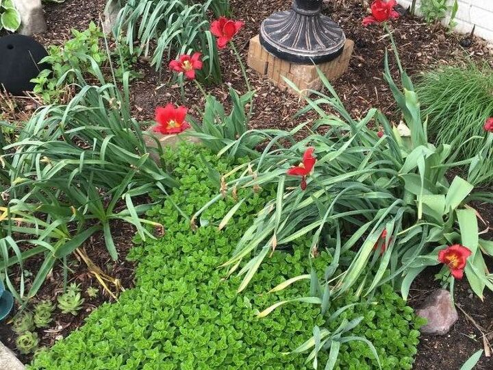 q what do i do with the greens after my tulips and daffodils bloom