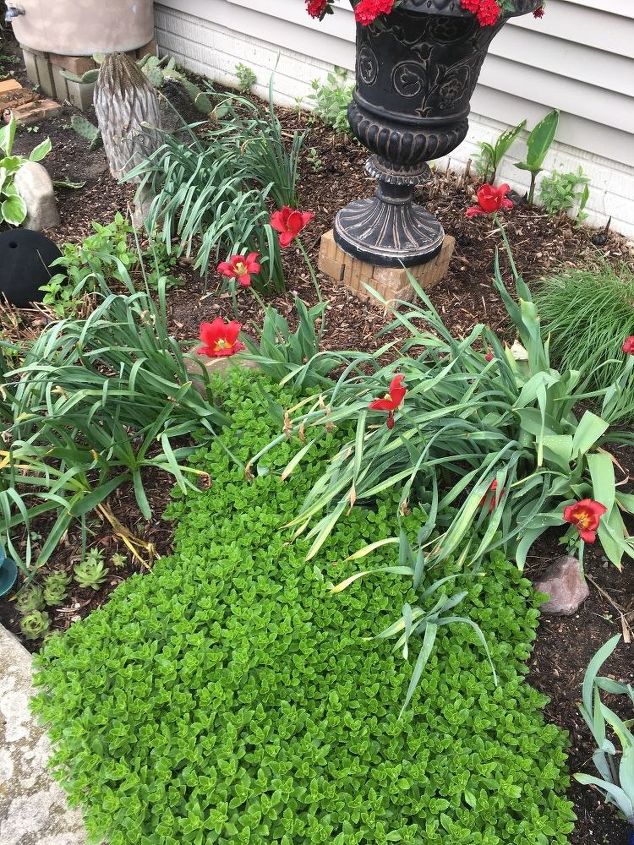 q what do i do with the greens after my tulips and daffodils bloom