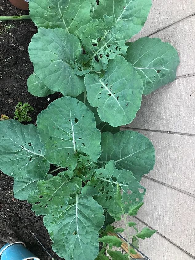 q what can i put on my collard greens to avoid the bugs eating my green