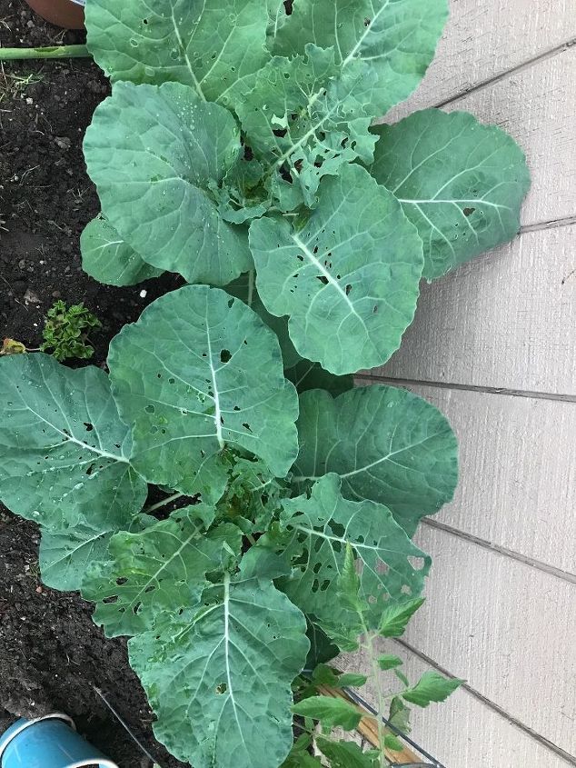 o que posso colocar na minha couve para evitar que os insetos comam minhas verduras