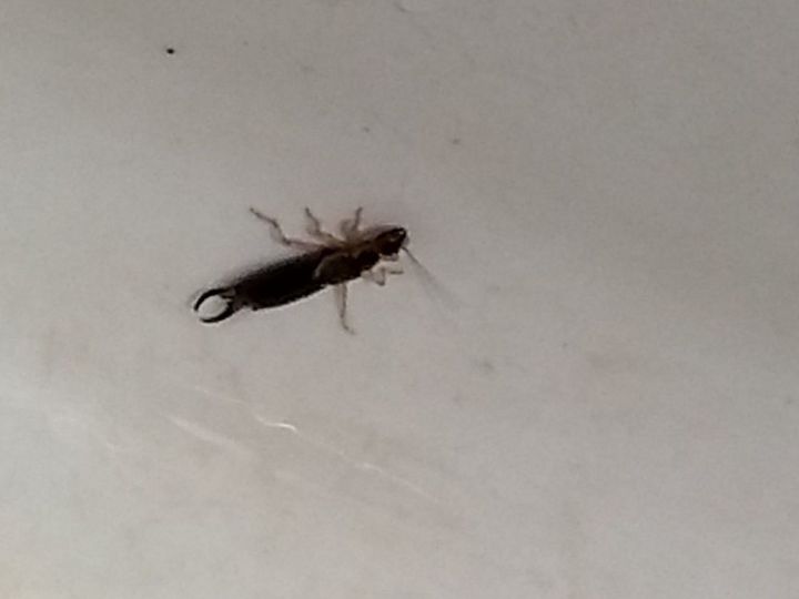 q insect id