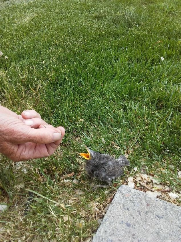 baby bird fell out of nest