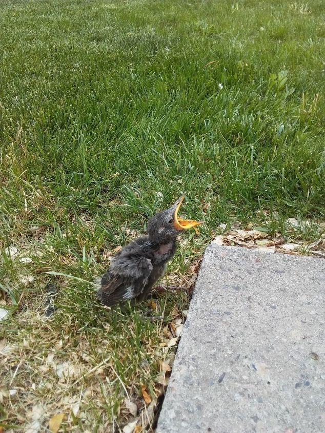 q baby bird fell out of nest