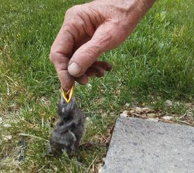 baby bird fell out of nest