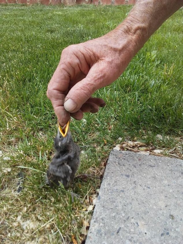 baby bird fell out of nest