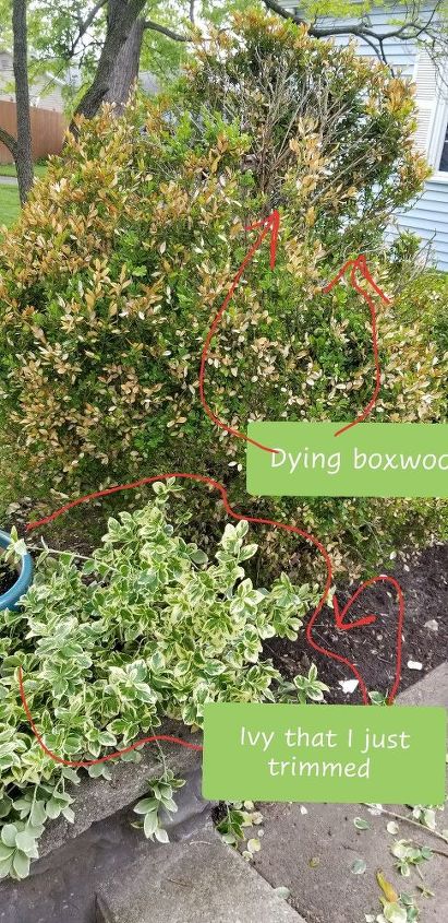 help i need to save my boxwood bush