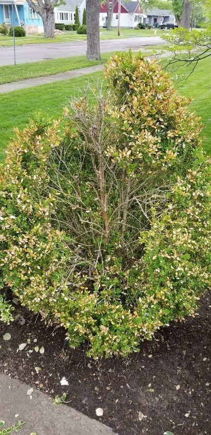 How to Revive Boxwood Bushes