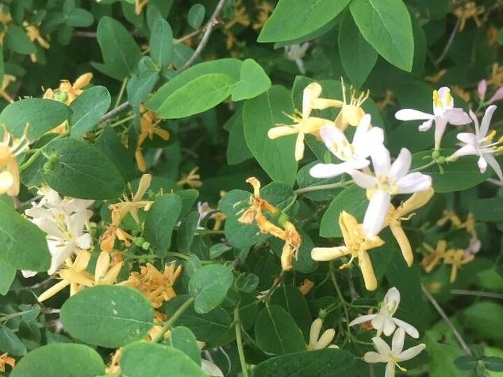 q anyone know what kind of bush this is
