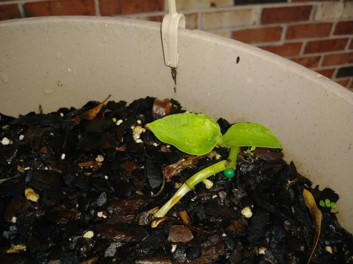 q what is the best way to help this plant vine grow and when i bring it