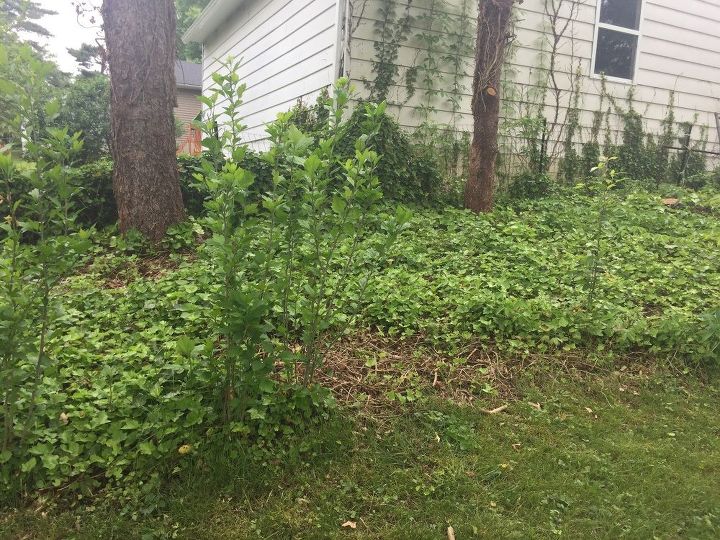 neighbor s ivy and roses of sharon are now in my yard