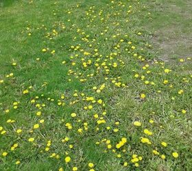 q how to get rid of the dandelions