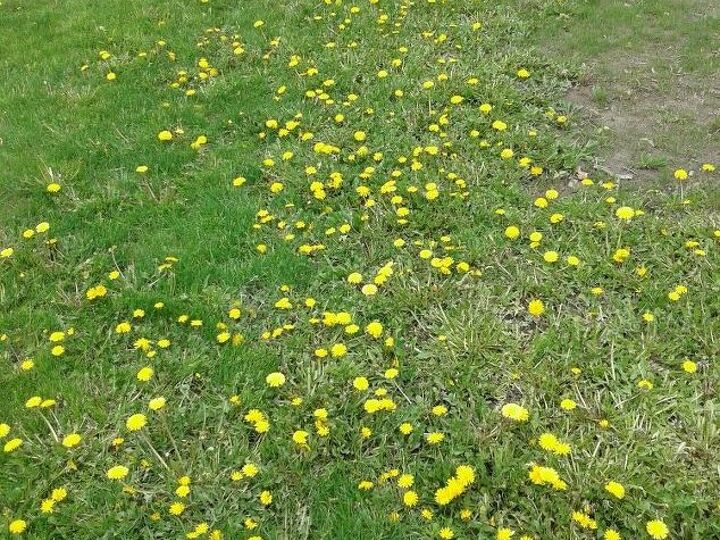 q how to get rid of the dandelions