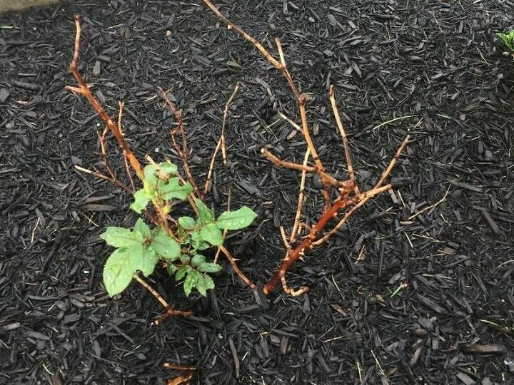 q is this knockout rose coming back