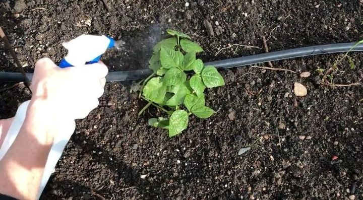Shred Soap With a Grater for This Crazy Cool Gardening Hack | Hometalk