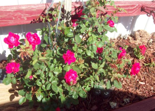 get more blooms on roses