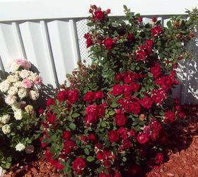 get more blooms on roses
