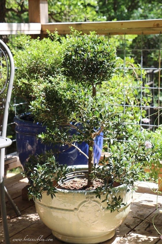 use urnas de pedestal francesas para adicionar um toque francs ao seu jardim, Pom Pom Topiary em uma grande urna de jardim francesa
