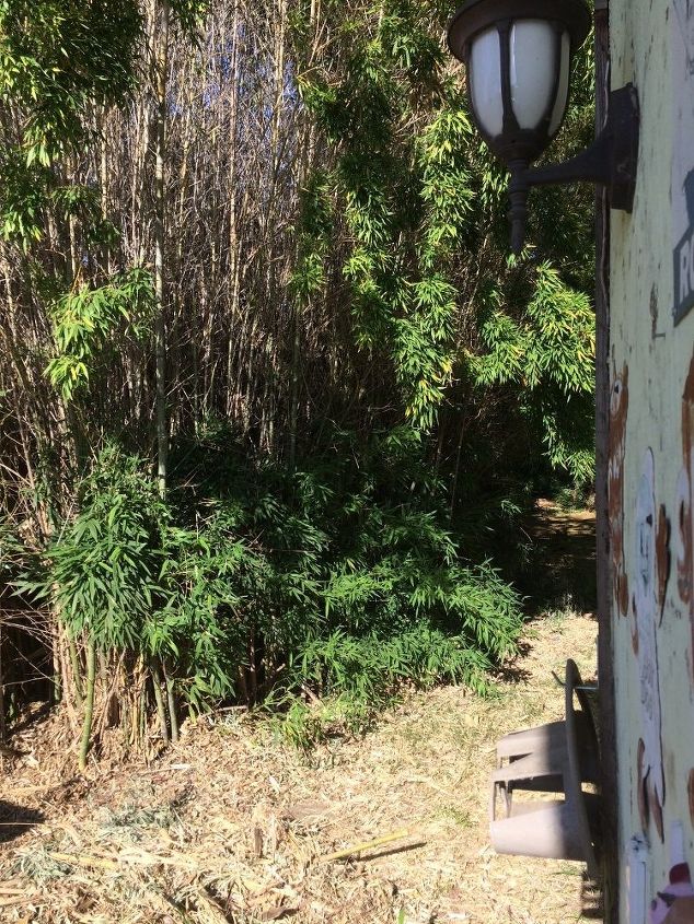 q i just bought a house that has out of control bamboo