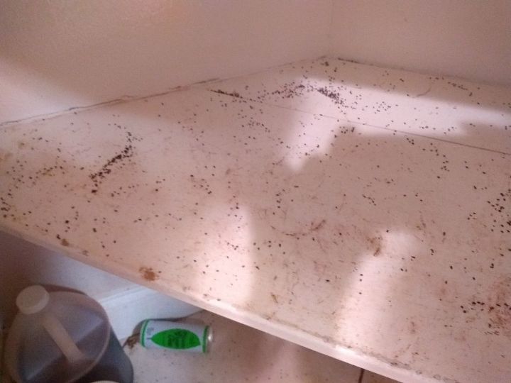 q can you help me identify these bugs and what to do to get rid of them