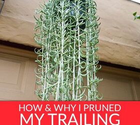 how why i pruned my trailing fishhooks succulent