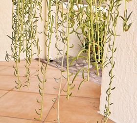 How & Why I Pruned My Trailing Fishhooks Succulent