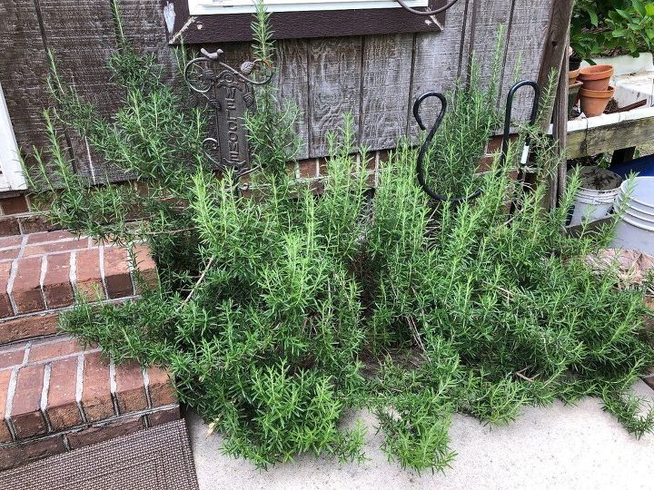 q when is the best time to prune a rosemary plant