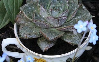 How to Plant Succulents in Pretty Tea Cups!