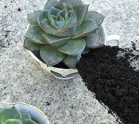 how to plant succulents in pretty tea cups