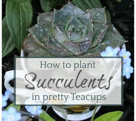 Cómo plantar suculentas en bonitas tazas de té