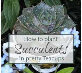 how to plant succulents in pretty tea cups