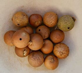 how to make oak gall ink
