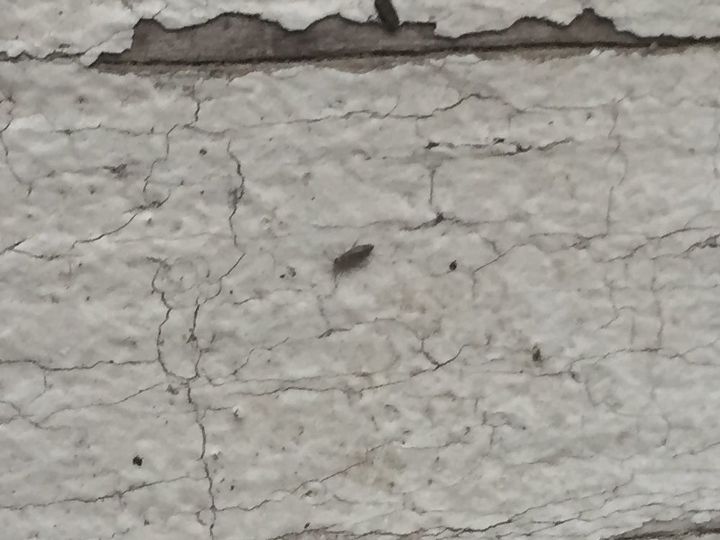 q what kinda bugs are these we live in ga they are on the outside wood