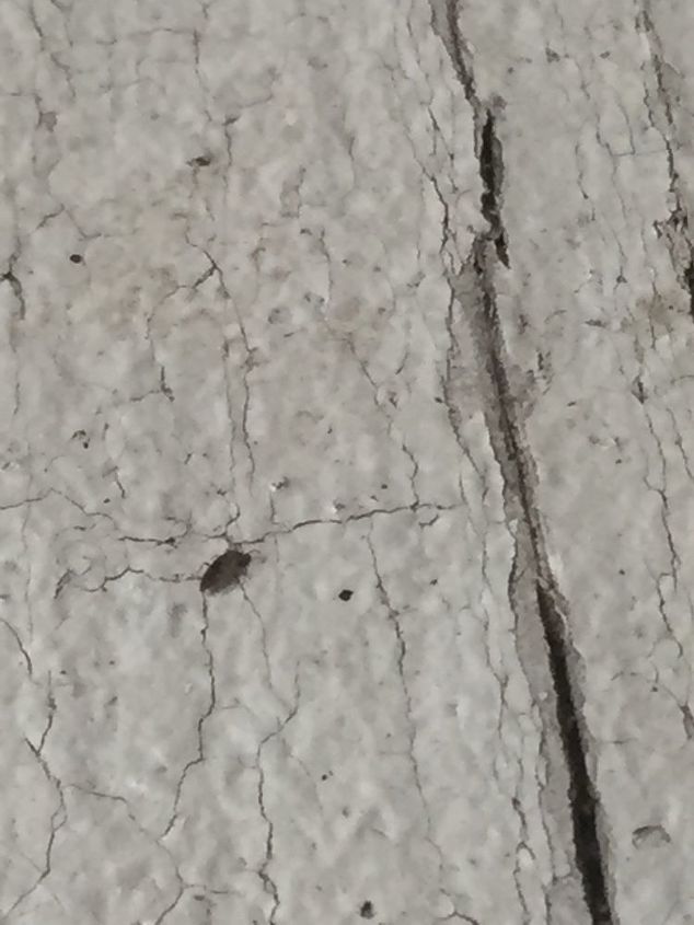 q what kinda bugs are these we live in ga they are on the outside wood