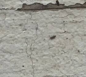 q what kinda bugs are these we live in ga they are on the outside wood
